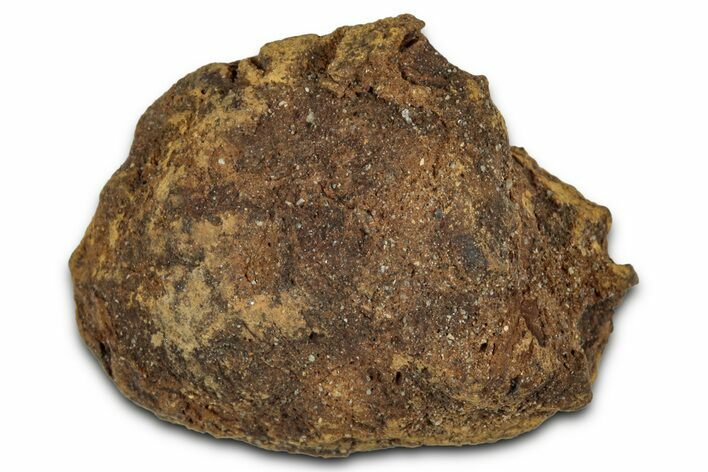 Fossil Pine Cone (Metasequoia) - Montana #352481